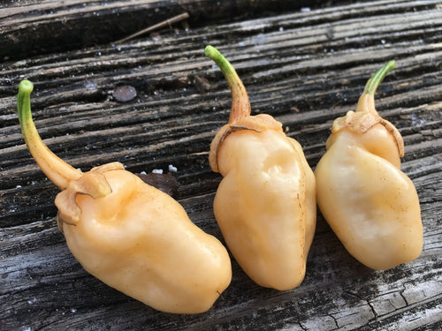 Jes's Morangum Peach (Pepper Seeds)(Limited)