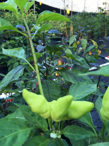 Jes's Peach Moranga (Pepper Seeds)