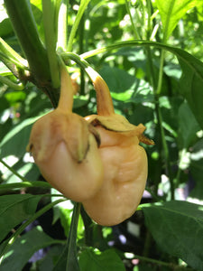 Jes's Morangum Peach (Pepper Seeds)(Limited)