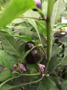 Jes's Purple/Orange Jalapeno (Pepper Seeds)