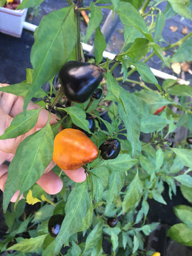 Jes's Purple/Orange Jalapeno (Pepper Seeds)