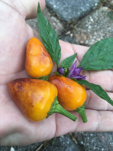 Jes's Purple/Orange Jalapeno (Pepper Seeds)