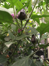 Load image into Gallery viewer, Jes&#39;s Purple/Orange Jalapeno (Pepper Seeds)