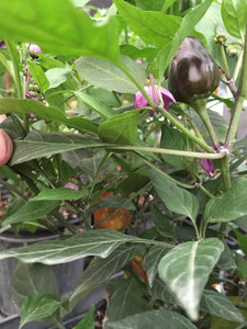 Jes's Purple/Orange Jalapeno (Pepper Seeds)