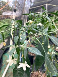 Kopay Cabai ( Pepper Seeds)