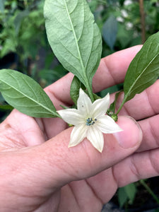 Kopay Cabai ( Pepper Seeds)