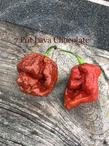 7 Pot Lava Chocolate(Pepper Seeds)