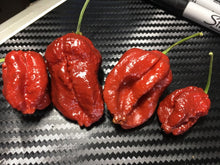 Load image into Gallery viewer, 7 Pot Lava Chocolate(Pepper Seeds)