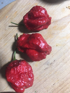 7 Pot Lava Red (Pepper Seeds)