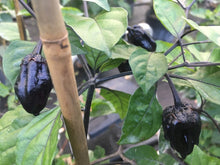 Load image into Gallery viewer, M.A.M.P. Bubblegum Black (Pepper Seeds)