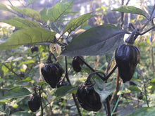 Load image into Gallery viewer, M.A.M.P. Black (Pepper Seeds) and