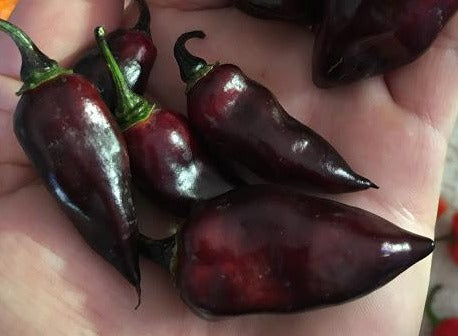MAMP Black V2 (Pepper Seeds)