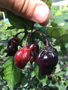 M.A.M.P. Bubblegum Black (Pepper Seeds)