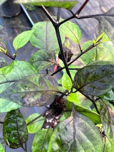 M.A.M.P. Bubblegum Black (Pepper Seeds)