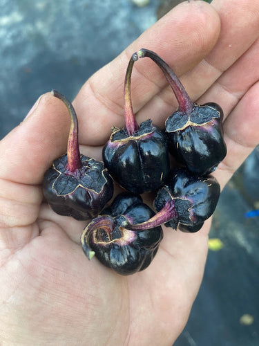 M.A.M.P. Black BerryGum (Pepper Seeds)