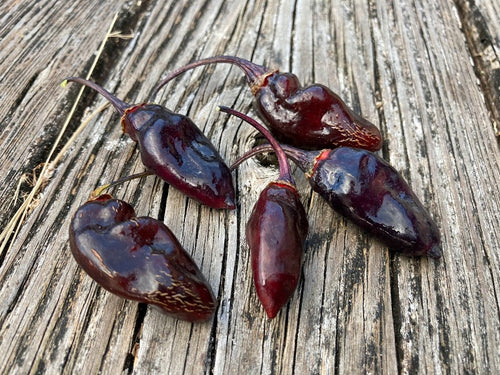 MAMP Black V3 (Pepper Seeds)