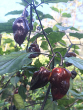 Load image into Gallery viewer, M.A.M.P. Black (Pepper Seeds)