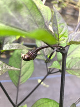 Load image into Gallery viewer, MAMP BBG Black &quot;BigTop&quot;(Pepper Seeds)