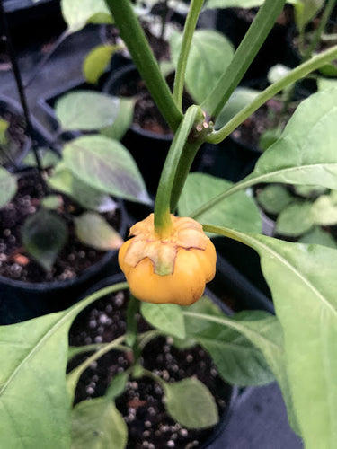 MAMP BBG Lemon (Pepper Seeds)