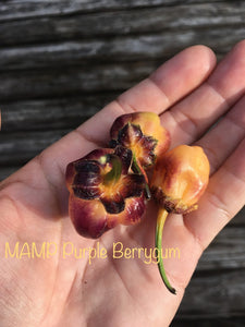 M.A.M.P. Purple BerryGum (Pepper Seeds)