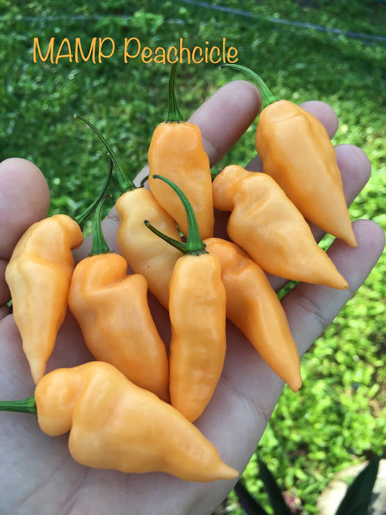MAMP PeachCicle (Pepper Seeds)