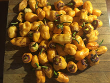 Load image into Gallery viewer, BBG Purple GhostScorpion Orange (Pepper Seeds)