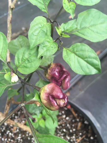 MAMP BBG Purple/Peach
