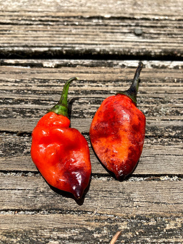 MAMP Purple/Red (Pepper Seeds)