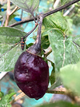 Load image into Gallery viewer, MAMP Purple/Red (Pepper Seeds)