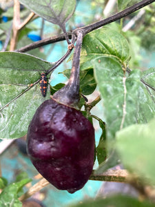 MAMP Purple/Red (Pepper Seeds)