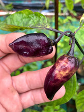 Load image into Gallery viewer, MAMP Purple/Red (Pepper Seeds)
