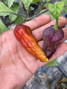 MAMP X (Pepper Seeds)