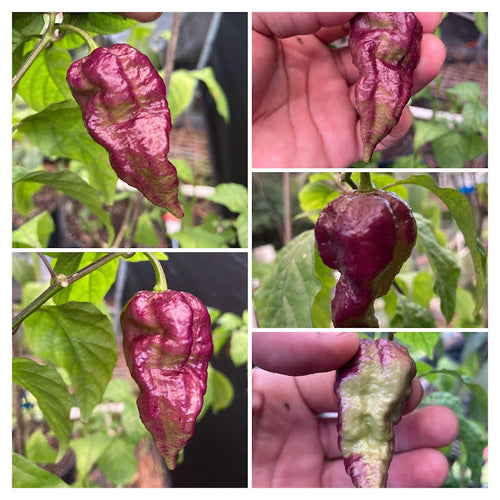 MAMP X (Pepper Seeds)