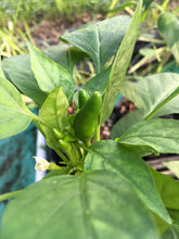 Load image into Gallery viewer, Malagueta Amarella (Pepper Seeds)