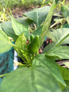 Malagueta Amarella (Pepper Seeds)