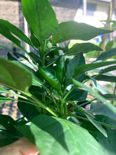 Load image into Gallery viewer, Malagueta Amarella (Pepper Seeds)