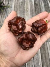Load image into Gallery viewer, Scorpion Moruga Brown (Pepper Seeds)