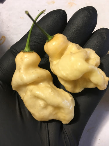 Moruga Yellow x Big Black Devil (Pepper Seeds)