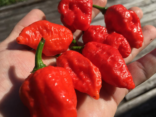 MadBallz Red (Pepper Seeds)