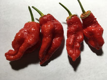 Load image into Gallery viewer, MonsterGum Leopard Red (Pepper Seeds)