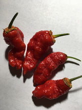 Load image into Gallery viewer, MonsterGum Leopard Red (Pepper Seeds)