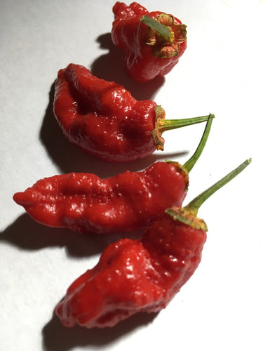 MonsterGum Leopard Red (Pepper Seeds)
