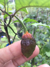 Load image into Gallery viewer, MonsterGum Leopard (Pepper Seeds)