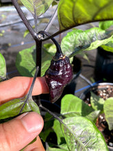Load image into Gallery viewer, MonsterGum Leopard (Pepper Seeds)