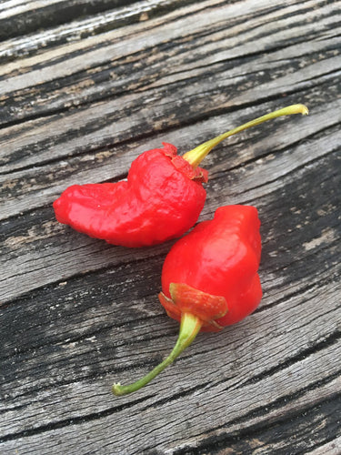 MonsterGum Leopard GLR (Pepper Seeds)
