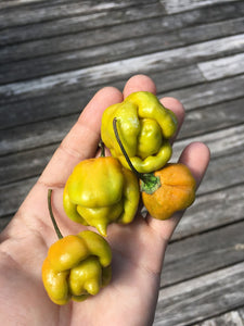 7 Pot Mustard O.C.D. (Pepper Seeds)