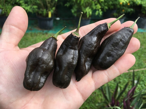 Machu Picchu (Pepper Seeds)