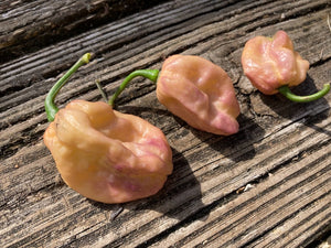 Mojo Peach (Pepper Seeds)(Limited)