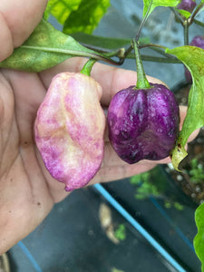 Mojo Peach (Pepper Seeds)(Limited)