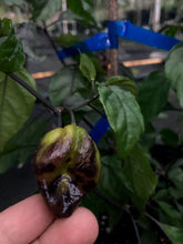 Load image into Gallery viewer, Mojo Red (Pepper Seeds)